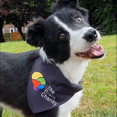 Dog wearing The Brain Charity pet bandana