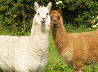Two alpacas looking curious