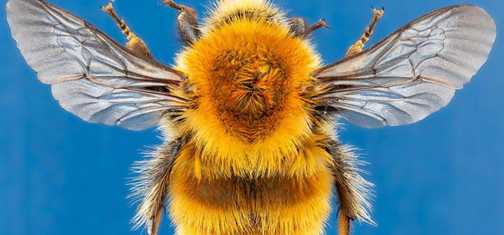 A closeup of a bee from above against a blue background