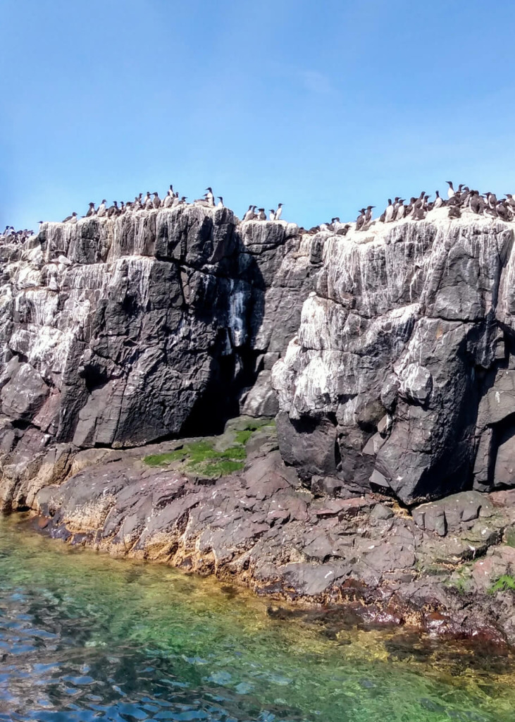 Birds on a sea cliff at Berwick-upon-Tweed